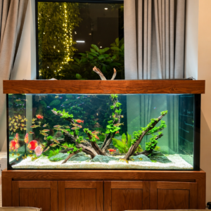 Bể cá 1500 x 650 x 750 kết hợp thủy sinh ốp gỗ sồi – Điểm nhấn sang trọng cho không gian sống